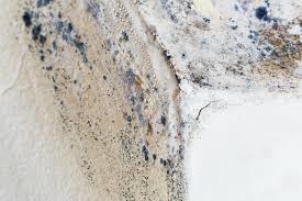  Braddock Hills, PA Mold Removal Pros